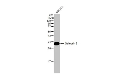 Anti-Galectin 3 antibody [HL1878] used in Western Blot (WB). GTX637627
