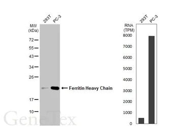 Anti-Ferritin Heavy Chain antibody [HL1905] used in Western Blot (WB). GTX637654