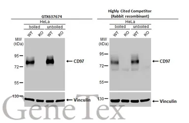 Anti-CD97 antibody [HL1925] used in Western Blot (WB). GTX637674