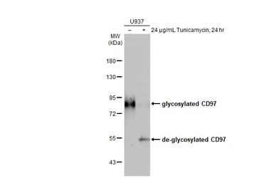 Anti-CD97 antibody [HL1925] used in Western Blot (WB). GTX637674