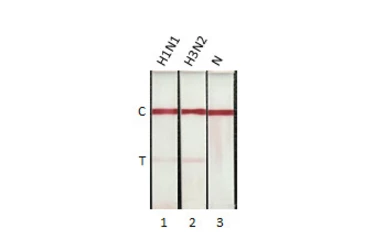 Anti-Influenza A virus Nucleoprotein antibody [HL1953] used in Lateral Flow (Lateral Flow). GTX637790