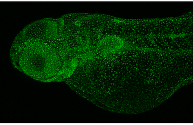 Anti-PCNA antibody [HL1965] used in IHC (Whole mount) (IHC-Wm). GTX637858
