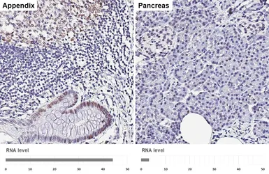 Anti-PCNA antibody [HL1966] used in IHC (Paraffin sections) (IHC-P). GTX637859