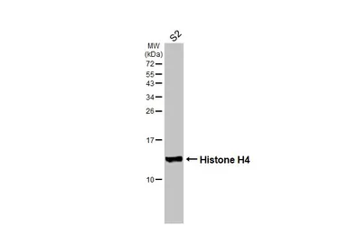 Anti-Histone H4 antibody [HL1977] used in Western Blot (WB). GTX637870