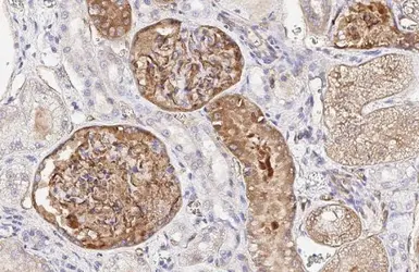 Anti-PODXL antibody [HL2047] used in IHC (Paraffin sections) (IHC-P). GTX637951