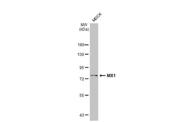 Anti-MX1 antibody [HL2051] used in Western Blot (WB). GTX637955