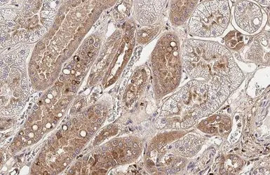 Anti-MX1 antibody [HL2051] used in IHC (Paraffin sections) (IHC-P). GTX637955