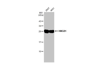 Anti-HMGB1 antibody [HL2059] used in Western Blot (WB). GTX637963
