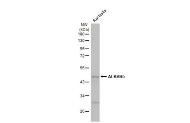 Anti-ALKBH5 antibody [HL2061] used in Western Blot (WB). GTX637965