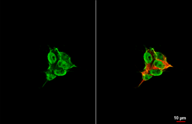 Anti-GATA2 antibody [HL2127] used in Immunocytochemistry/ Immunofluorescence (ICC/IF). GTX638099