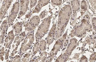 Anti-Pepsinogen I antibody [HL2137] used in IHC (Paraffin sections) (IHC-P). GTX638109