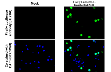 Anti-Firefly Luciferase antibody [HL2164] used in IHC-P (cell pellet) (IHC-P (cell pellet)). GTX638142