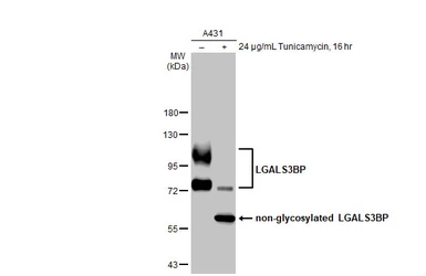 Anti-LGALS3BP antibody [HL2168] used in Western Blot (WB). GTX638146