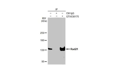 Anti-Rad21 antibody [HL2171] used in Immunoprecipitation (IP). GTX638175