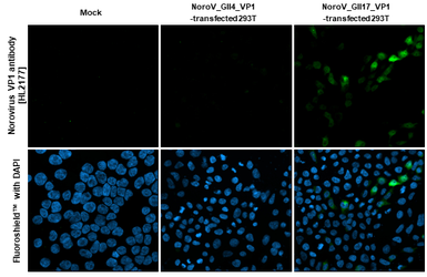 Anti-Norovirus VP1 antibody [HL2177] used in Immunocytochemistry/ Immunofluorescence (ICC/IF). GTX638181