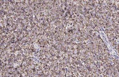 Anti-CXCR7 antibody [HL2189] used in IHC (Paraffin sections) (IHC-P). GTX638193