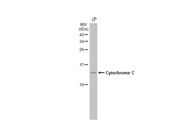 Anti-Cytochrome C antibody [HL2205] used in Western Blot (WB). GTX638209
