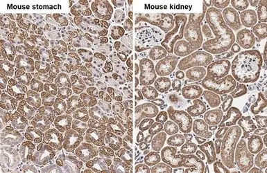 Anti-COX4 antibody [HL2264] used in IHC (Paraffin sections) (IHC-P). GTX638316