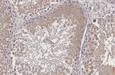 Anti-GPS2 antibody [HL2276] used in IHC (Paraffin sections) (IHC-P). GTX638329