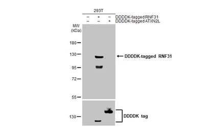 Anti-RNF31 antibody [HL2295] used in Western Blot (WB). GTX638350