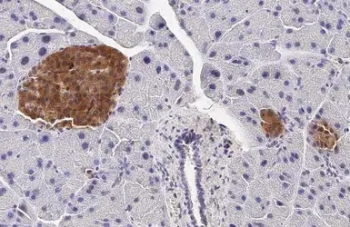 Anti-GLP1R antibody [HL2297] used in IHC (Paraffin sections) (IHC-P). GTX638352
