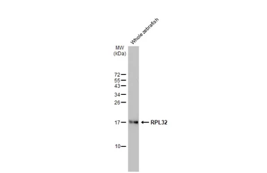 Anti-RPL32 antibody [HL2331] used in Western Blot (WB). GTX638494