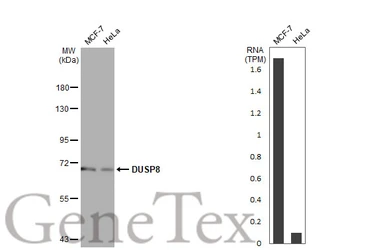 Anti-DUSP8 antibody [HL2338] used in Western Blot (WB). GTX638541