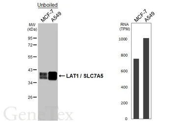 Anti-LAT1 / SLC7A5 antibody [HL2353] used in Western Blot (WB). GTX638556