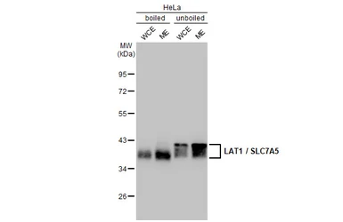 Anti-LAT1 / SLC7A5 antibody [HL2353] used in Western Blot (WB). GTX638556