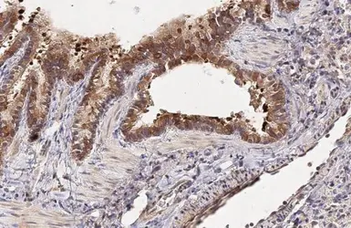 Anti-CCN3 antibody [HL2416] used in IHC (Paraffin sections) (IHC-P). GTX638638