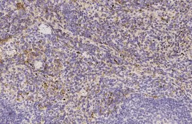 Anti-Hemoglobin epsilon antibody [HL2458] used in IHC (Paraffin sections) (IHC-P). GTX638776