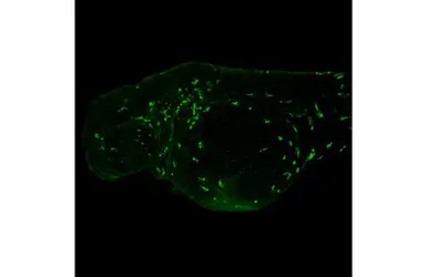 Anti-Lcp1 antibody [HL2501] used in IHC (Whole mount) (IHC-Wm). GTX638859