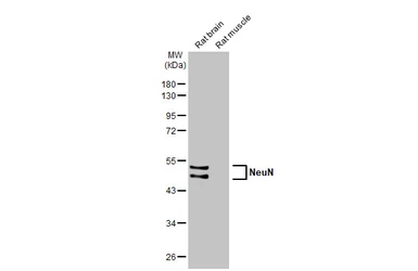 Anti-NeuN antibody [HL2550] used in Western Blot (WB). GTX638922