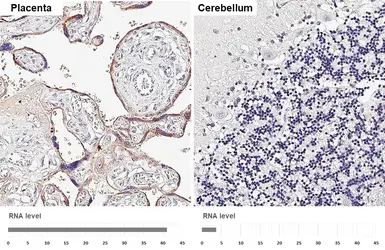 Anti-tPA antibody [HL2585] used in IHC (Paraffin sections) (IHC-P). GTX639036