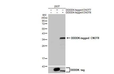 Anti-CNOT8 antibody [HL2586] used in Western Blot (WB). GTX639037