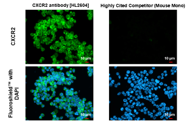 Anti-CXCR2 antibody [HL2604] used in Immunocytochemistry/ Immunofluorescence (ICC/IF). GTX639056