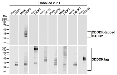 Anti-CXCR2 antibody [HL2604] used in Western Blot (WB). GTX639056
