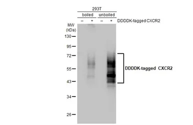 Anti-CXCR2 antibody [HL2604] used in Western Blot (WB). GTX639056