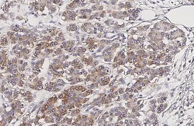 Anti-CXCR2 antibody [HL2604] used in IHC (Paraffin sections) (IHC-P). GTX639056