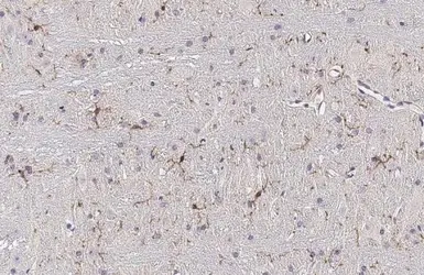 Anti-TMEM119 antibody [HL2627] used in IHC (Paraffin sections) (IHC-P). GTX639083