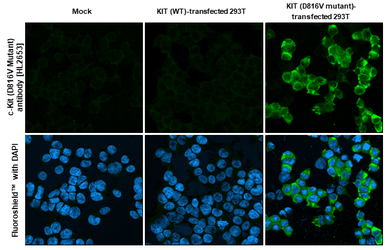 Anti-c-Kit (D816V Mutant) antibody [HL2653] used in Immunocytochemistry/ Immunofluorescence (ICC/IF). GTX639112