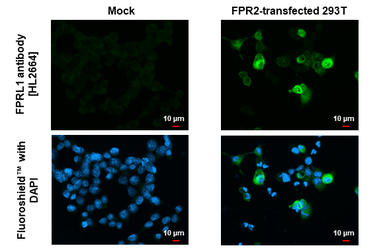 Anti-FPRL1 antibody [HL2664] used in Immunocytochemistry/ Immunofluorescence (ICC/IF). GTX639328