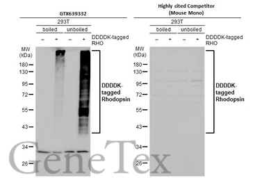 Anti-Rhodopsin antibody [HL2668] used in Western Blot (WB). GTX639332