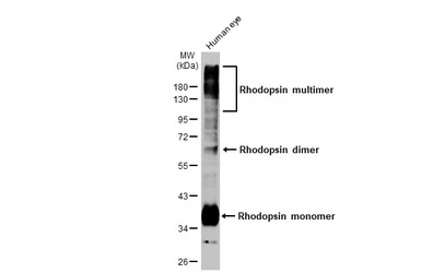 Anti-Rhodopsin antibody [HL2668] used in Western Blot (WB). GTX639332