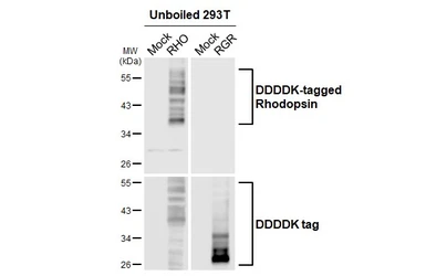 Anti-Rhodopsin antibody [HL2668] used in Western Blot (WB). GTX639332