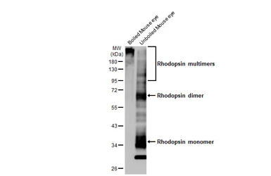Anti-Rhodopsin antibody [HL2668] used in Western Blot (WB). GTX639332