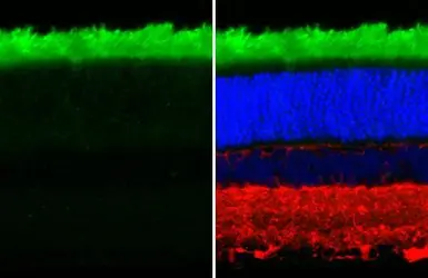 Anti-Rhodopsin antibody [HL2668] used in IHC (Paraffin sections) (IHC-P). GTX639332