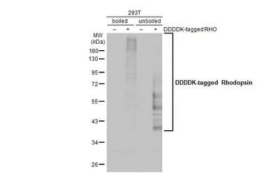 Anti-Rhodopsin antibody [HL2668] used in Western Blot (WB). GTX639332