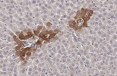Anti-CXCR1 antibody [HL2674] used in IHC (Paraffin sections) (IHC-P). GTX639338