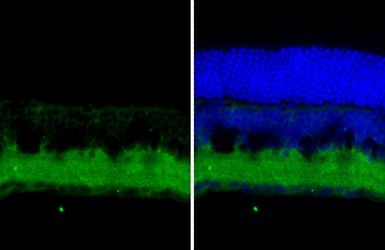 Anti-Tau antibody [HL2736] used in IHC (Frozen sections) (IHC-Fr). GTX639564
